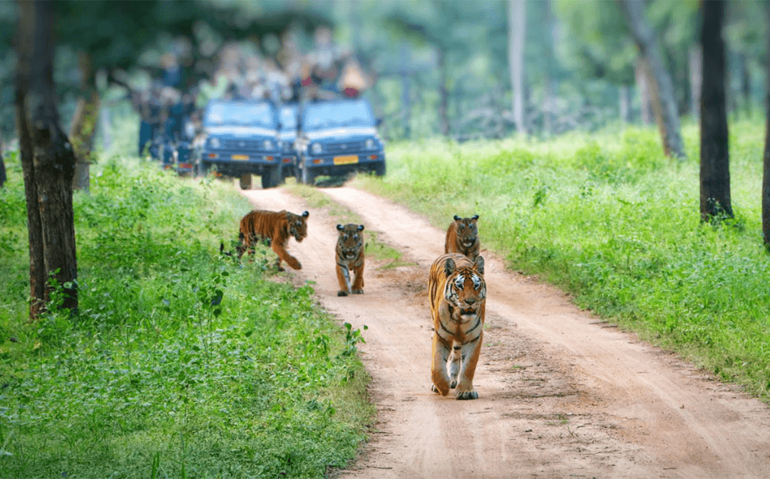 Tiger